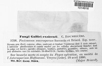 Fusicoccum macrosporum image